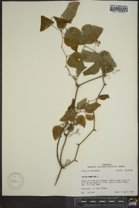 Smilax bona-nox image