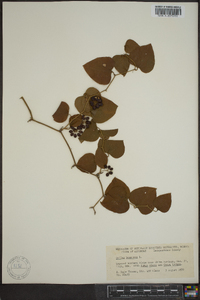 Smilax bona-nox image