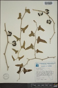 Smilax bona-nox image