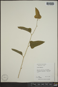 Smilax bona-nox image