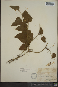 Smilax bona-nox image