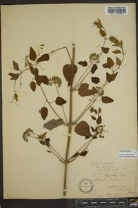 Smilax herbacea image