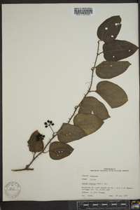 Smilax tamnoides image