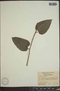 Smilax tamnoides image