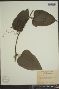 Smilax tamnoides image