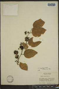 Smilax tamnoides image