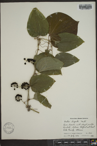 Smilax tamnoides image