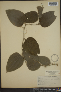 Smilax tamnoides image