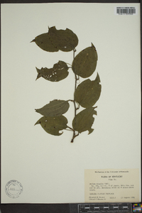 Smilax tamnoides image