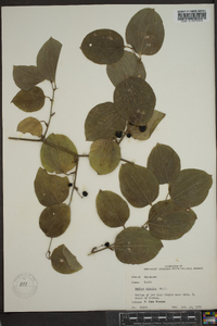 Smilax tamnoides image