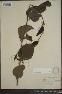 Smilax tamnoides image