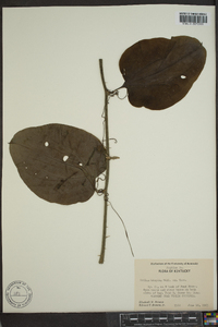 Smilax tamnoides image