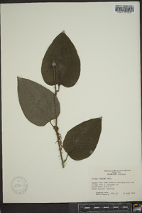 Smilax tamnoides image