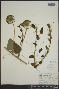 Smilax lasioneura image