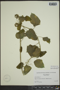 Smilax lasioneura image