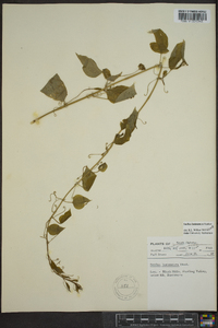 Smilax lasioneura image