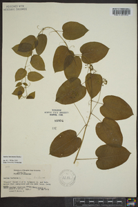 Smilax lasioneura image