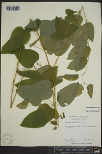 Smilax lasioneura image