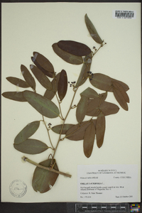 Smilax laurifolia image