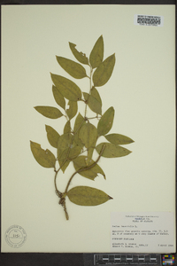 Smilax laurifolia image