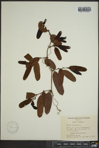 Smilax laurifolia image