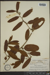 Smilax laurifolia image