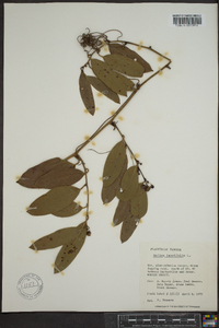 Smilax laurifolia image