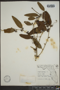 Smilax laurifolia image