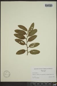 Smilax laurifolia image