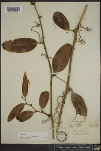 Smilax laurifolia image