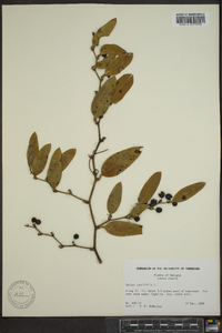 Smilax laurifolia image