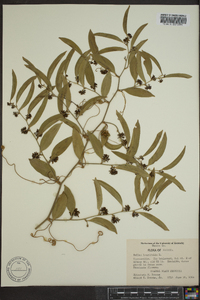 Smilax laurifolia image