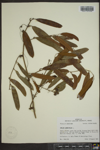 Smilax laurifolia image