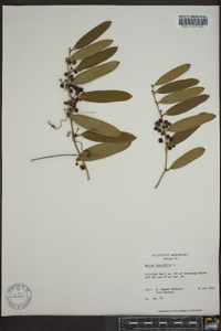 Smilax laurifolia image