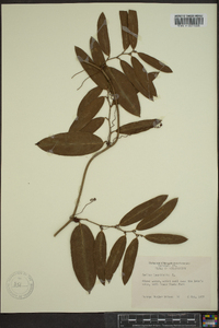 Smilax laurifolia image