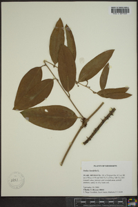 Smilax laurifolia image