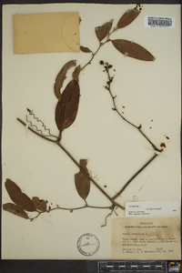 Smilax laurifolia image