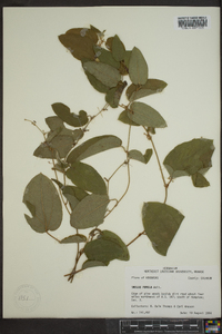 Smilax pumila image