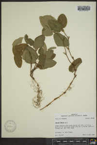 Smilax pumila image