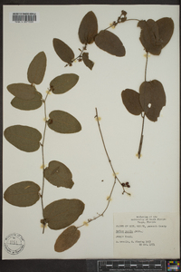 Smilax pumila image