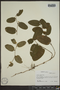 Smilax pumila image