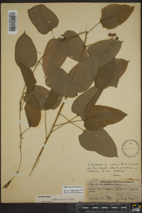 Smilax pulverulenta image