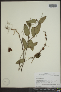 Smilax pumila image