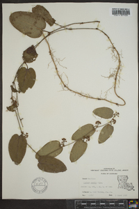 Smilax pumila image