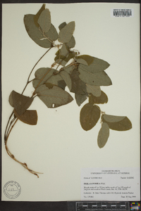 Smilax pumila image