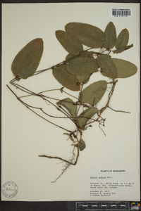 Smilax pumila image