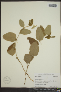 Smilax pumila image