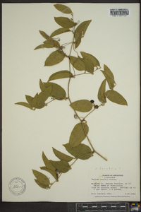 Smilax laurifolia image