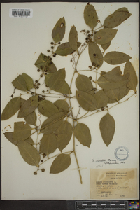 Smilax smallii image