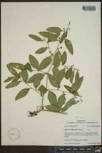 Smilax smallii image